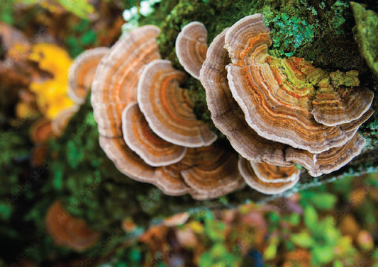 Spotlight On: Turkey Tail Mushroom Trametes/Coriolus versicolor