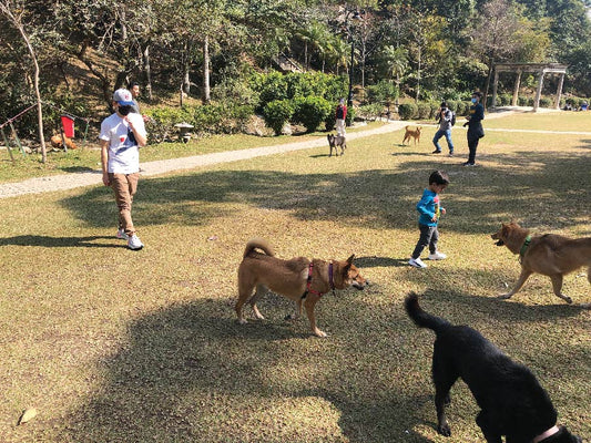 5 Dog-Friendly Date Destinations in Hong Kong