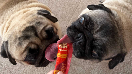 The Great Pet Food Divide (And Why We're Done Picking Sides)