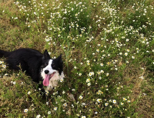 dog on chamomile field