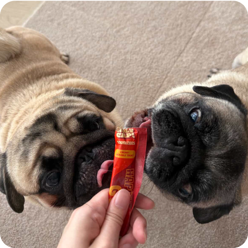 Happy Gut Dog - Sardine & Mushroom